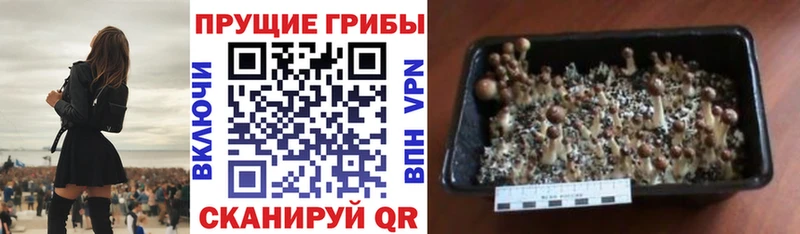 Псилоцибиновые грибы Magic Shrooms МЕГА ССЫЛКА Приволжск